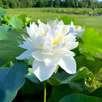 White Lotus Flower | White Lotus Plant