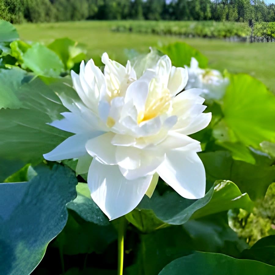 White Lotus Flower | White Lotus Plant