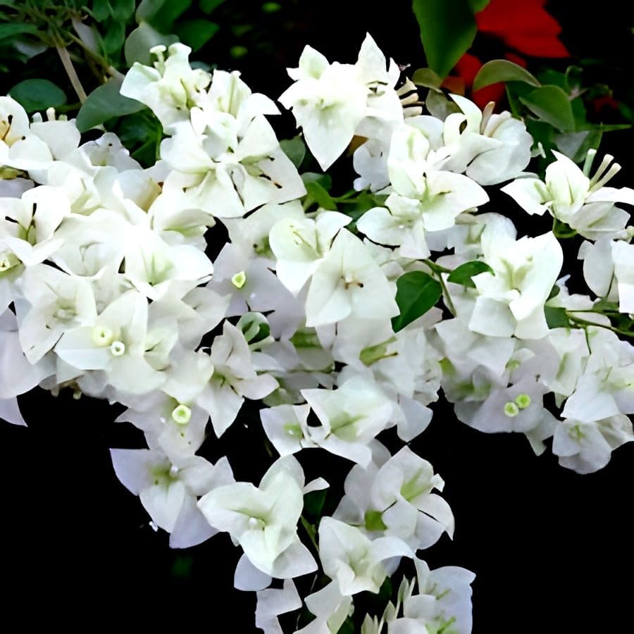 White Bougainvillea Flower | White Bougainvillea Plant