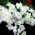 White Bougainvillea Flower | White Bougainvillea Plant