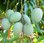 Panduri Mango Fruit | Panduri Mango Plant