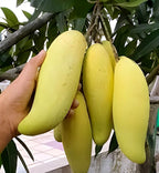 Yellow Banana Mango | Mango Plant