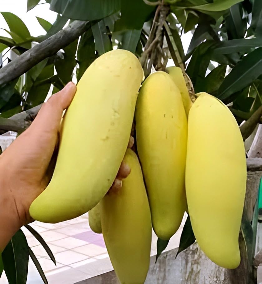 Yellow Banana Mango | Mango Plant