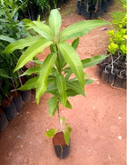 Yellow Banana Mango | Mango Plant