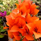 Bougainvillea Orange Flower| Bougainvillea Orange Plant