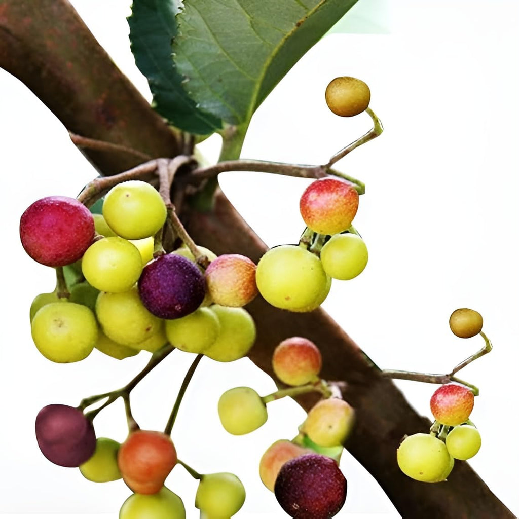 Thai Phalsa Fruit | Thai Phalsa Plant