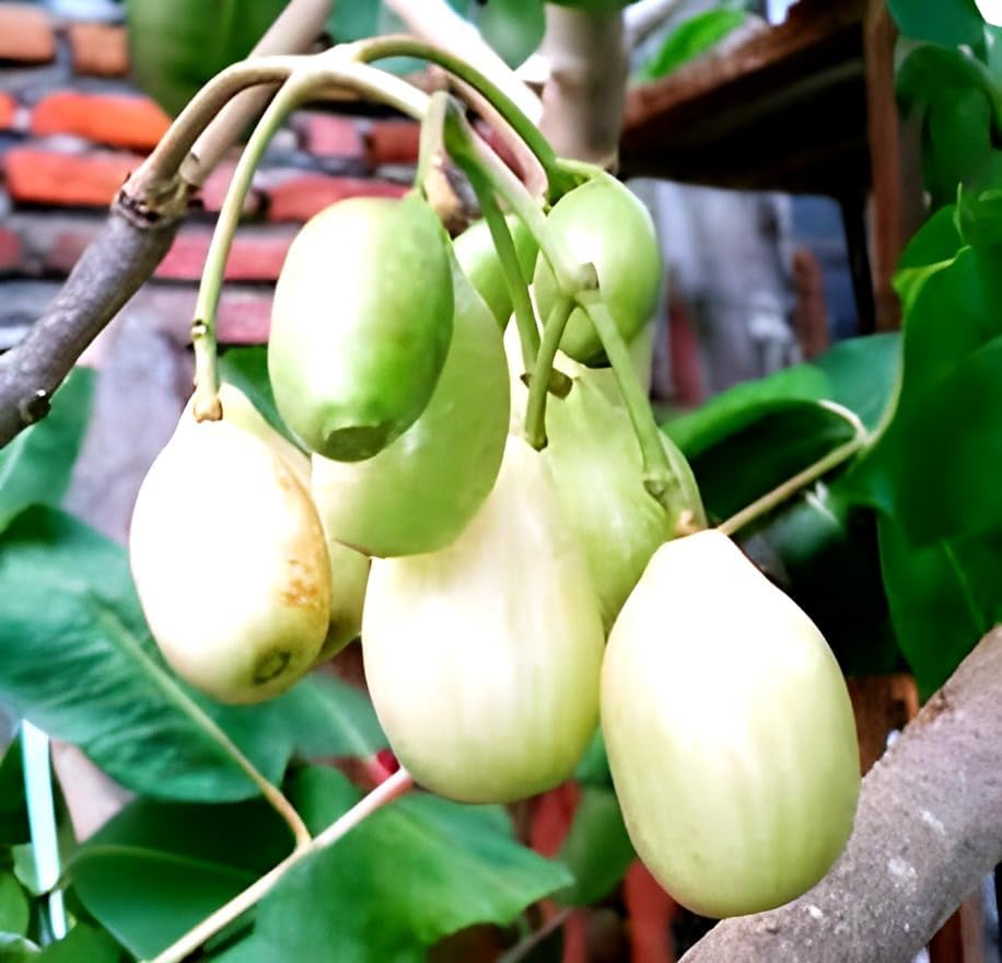 Thai White Jamun Fruit | White Jamun Plant