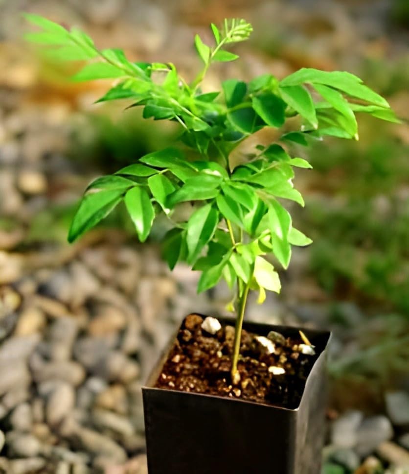 Curry Leaf (Kadi Patta) | Curry Leaf Plant