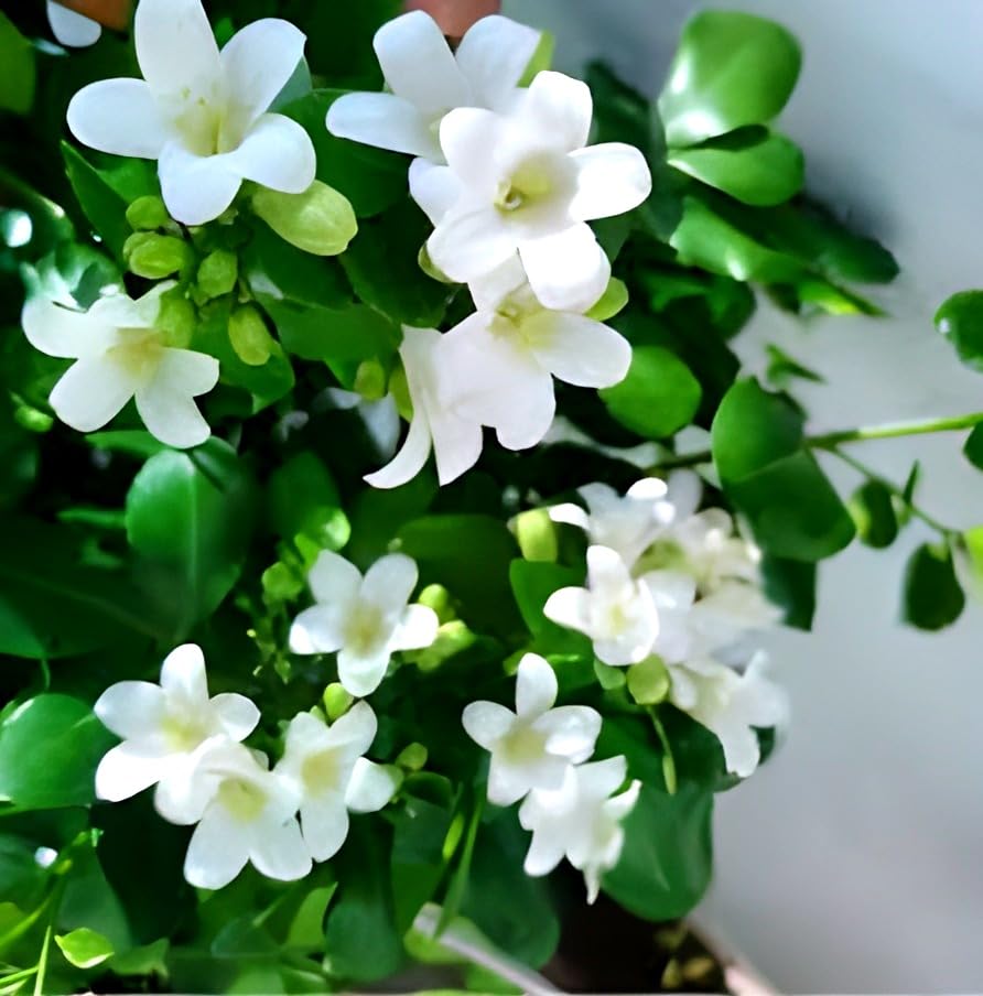 Madhu Kamini Flower | Madhu Kamini Plant