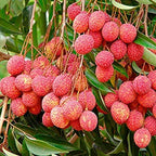 Lychee Fruit | Lychee Plant