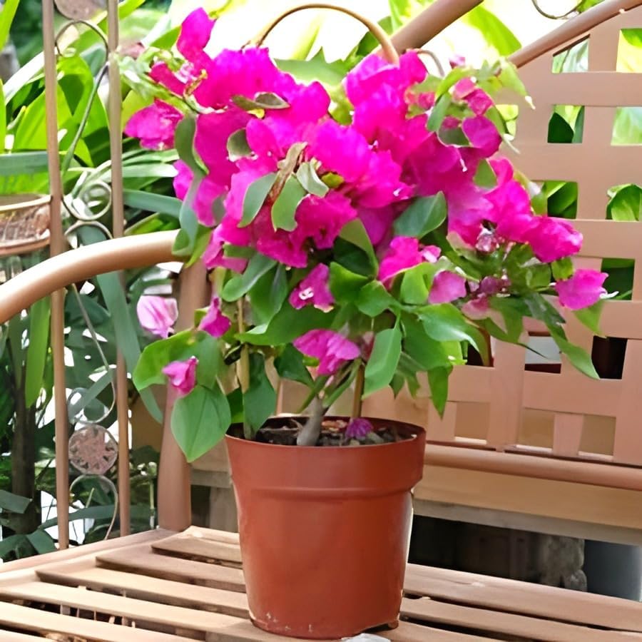 Pink Bougainvillea Flower | Pink Bougainvillea Plant