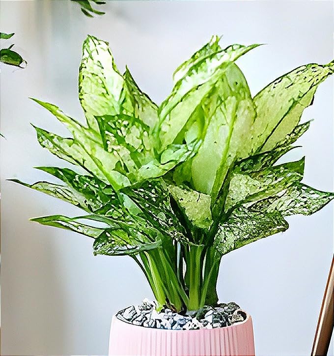Green Aglaonema | Aglaonema Plant