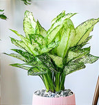 Green Aglaonema | Aglaonema Plant