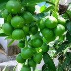 Thai Mosambi Fruit | Sweet Lemon Plant