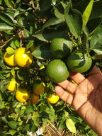 Mosambi Fruit | Sweet Lemon Plant