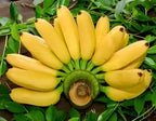 Banana Fruit | Banana Plant