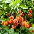 Red Rambutan Tropical Fruit | Red Rambutan Tropical Plant