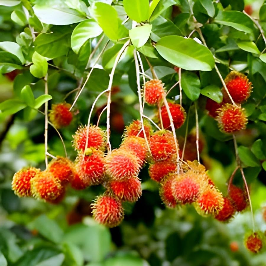 Red Rambutan Tropical Fruit | Red Rambutan Tropical Plant