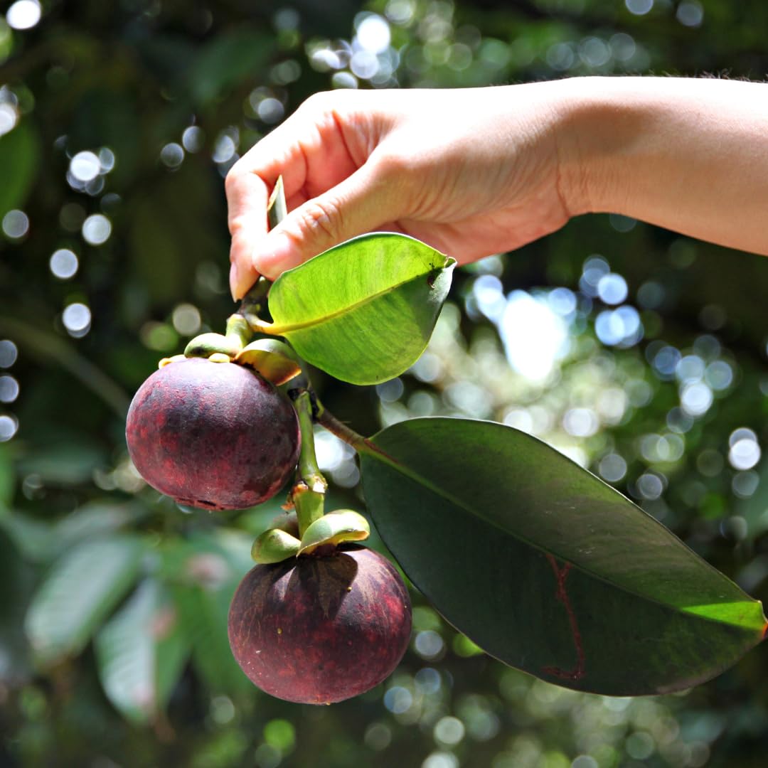 Mangosteen Fruit | Mangosteen Plant