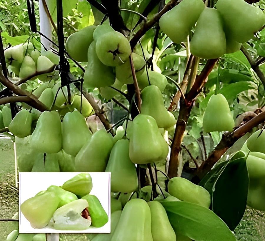 Thai Long Water Apple Fruit | Water Apple Plant