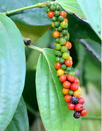 Black Pepper (Kali Mirch) | Black Pepper Plant