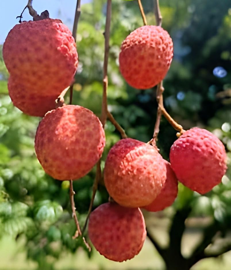 Lychee Fruit | Lychee Plant