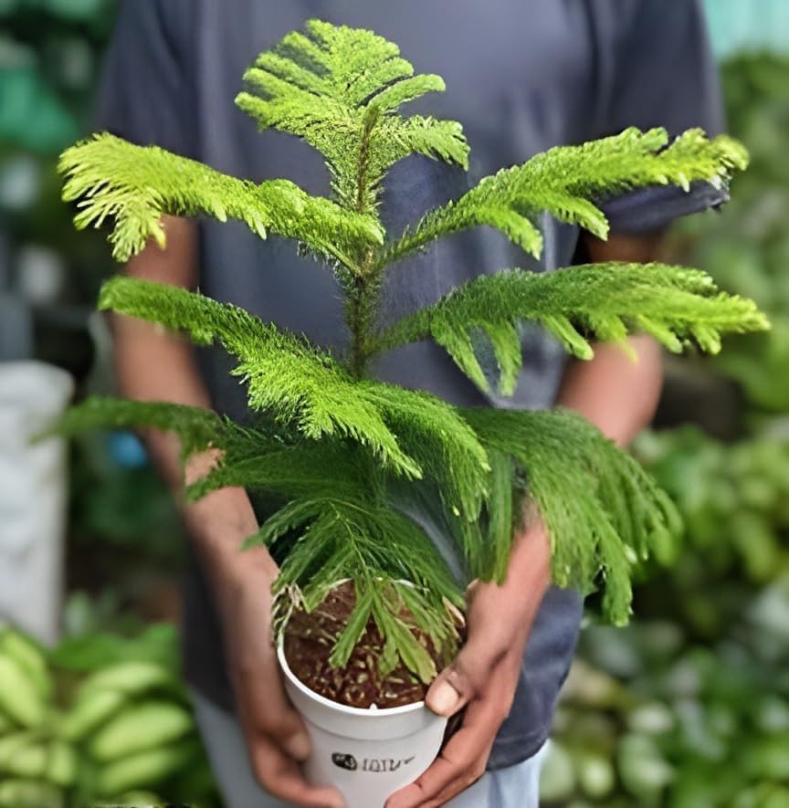 Christmas Tree | Araucaria Heterophylla Plant