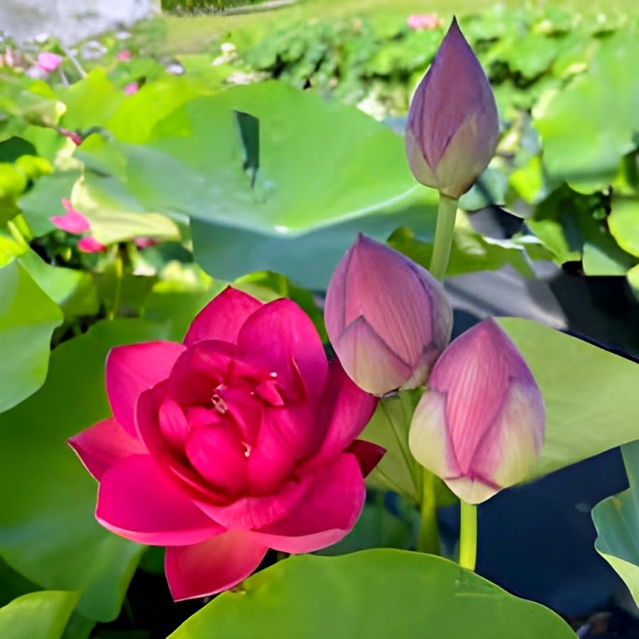 Hybrid Big Lily Red Lotus Plant