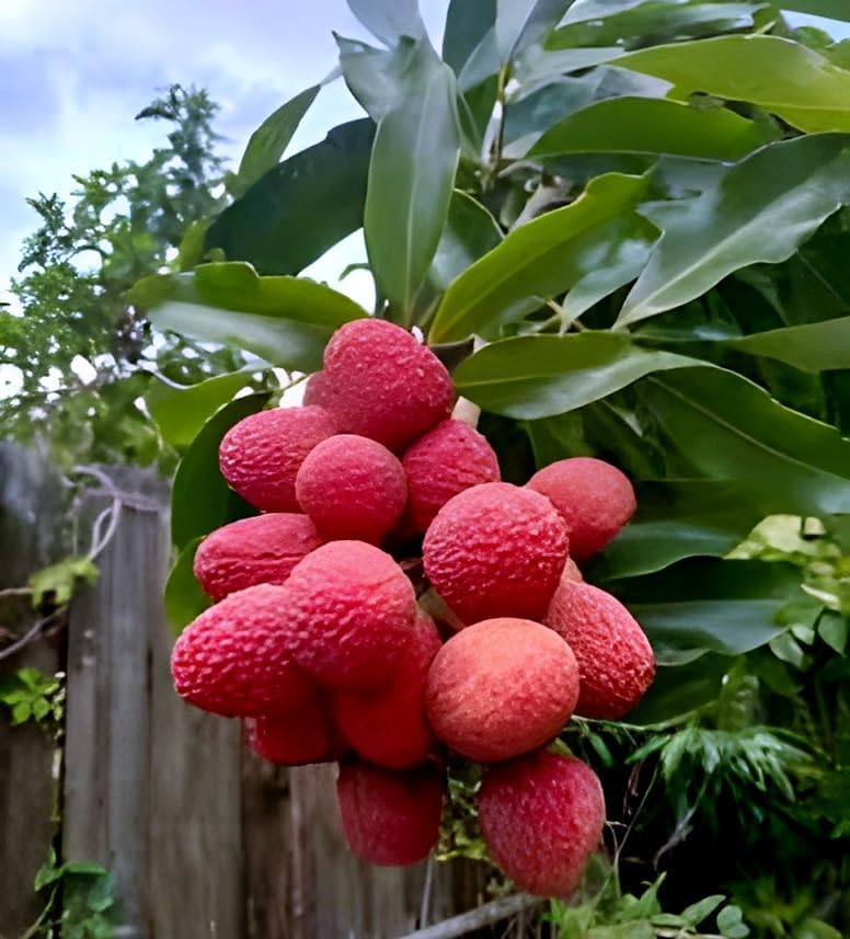 Lychee Fruit | Lychee Plant