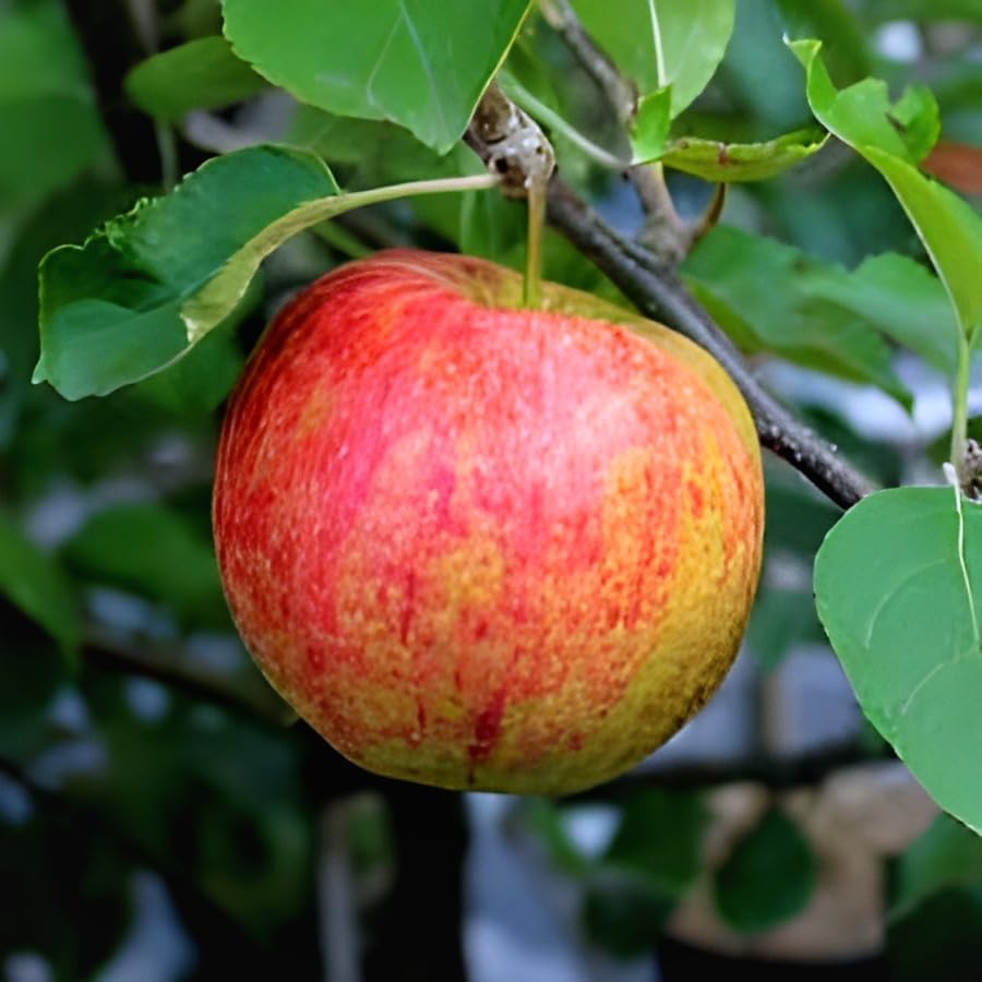 Red Apple Fruit | Red Apple Plant