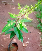 Red Miyazaki Mango Fruit | Miyazaki Mango Plant