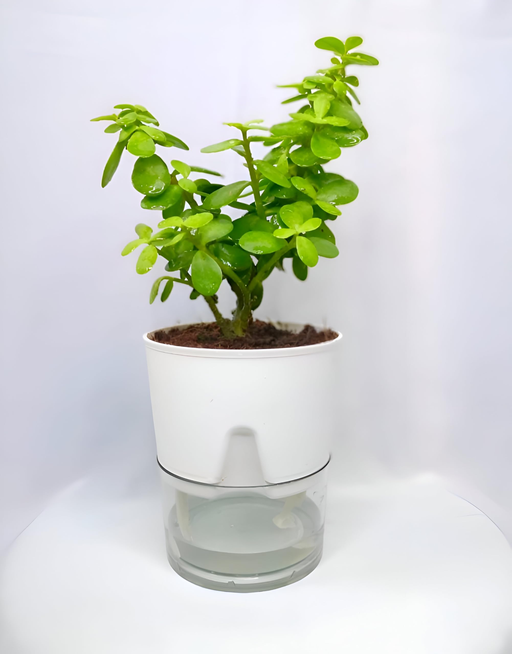 Green Jade Plant | Jade Plant