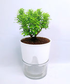 Organic Table Kamini Plant | Table Kamini Plant