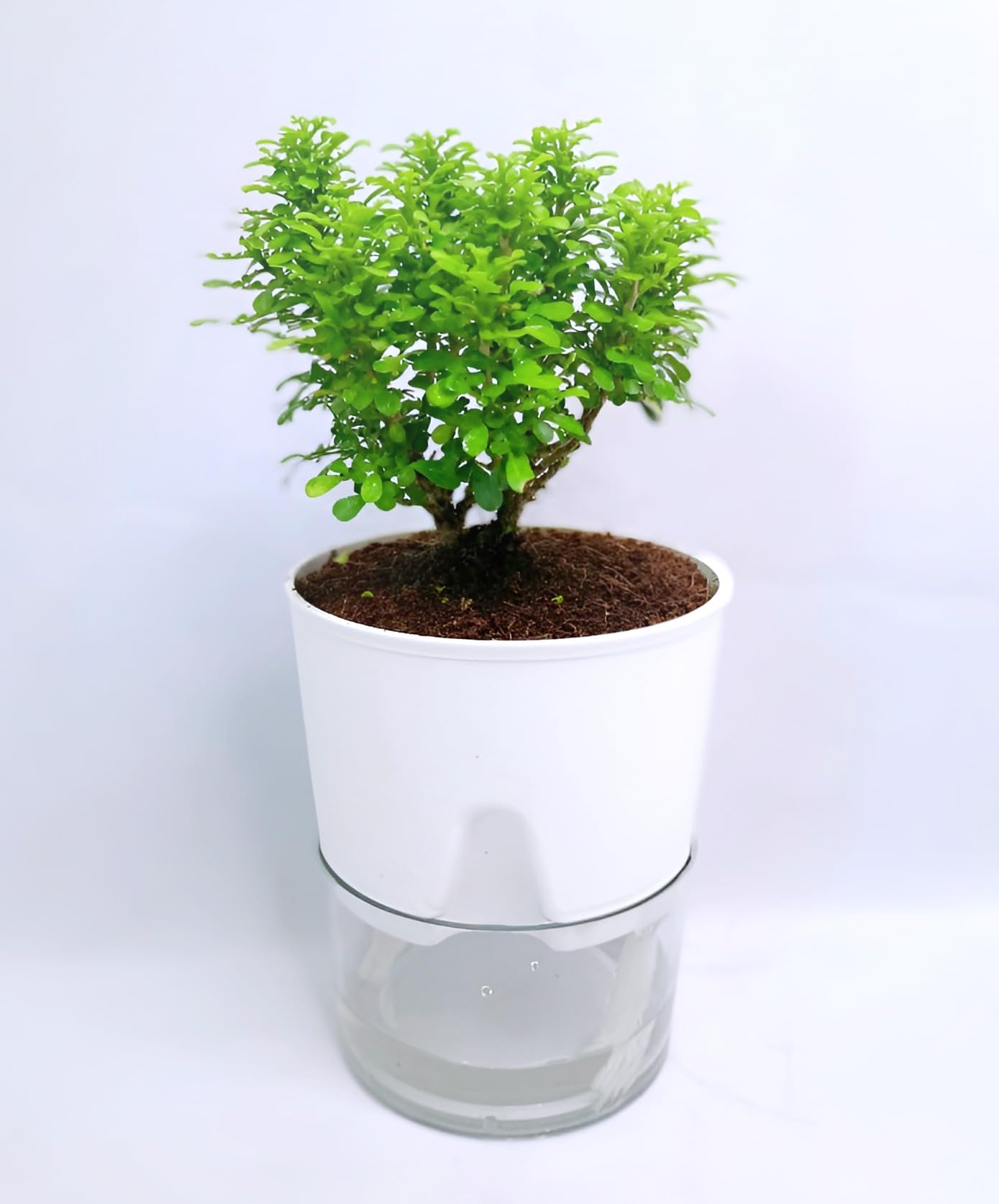 Organic Table Kamini Plant | Table Kamini Plant