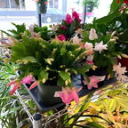 Baby Pink Christmas Cactus | Crab Cactus Plant