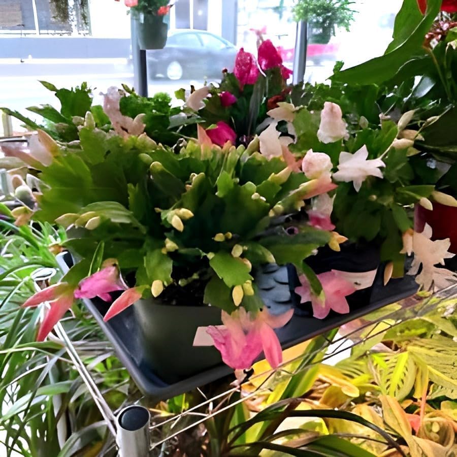 Baby Pink Christmas Cactus | Crab Cactus Plant