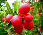 Natal Plum Fruit (Karanda) | Natal Plum Plant