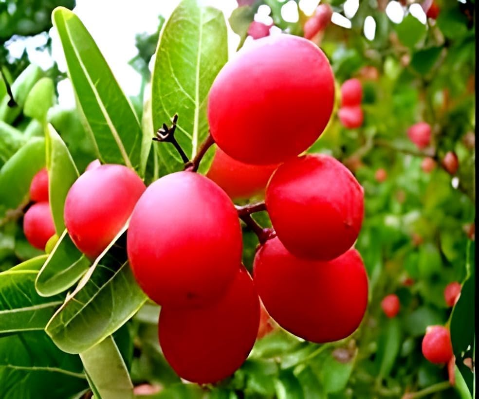 Natal Plum Fruit (Karanda) | Natal Plum Plant