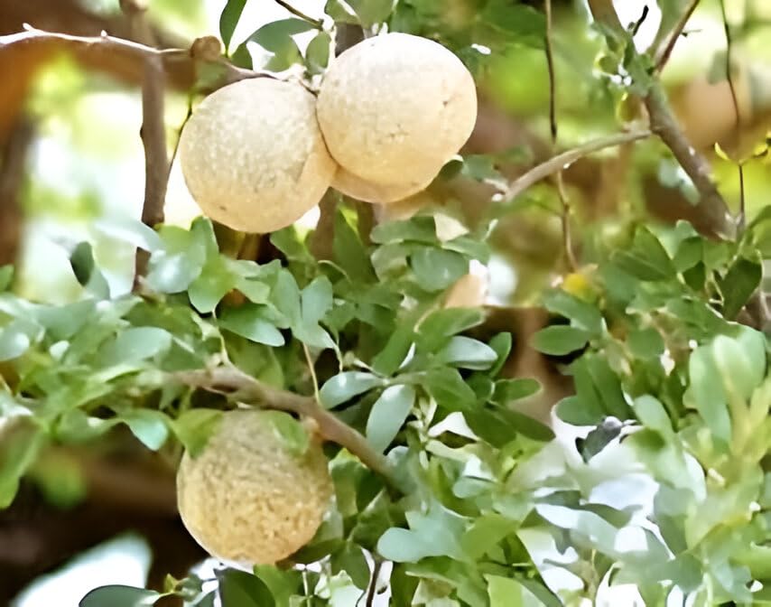 Wood Apple Fruit (Kotbel) | Wood Apple Plant
