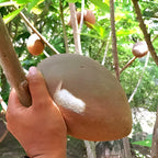 Sapota Fruit (Chikoo) |  Sapota Plant