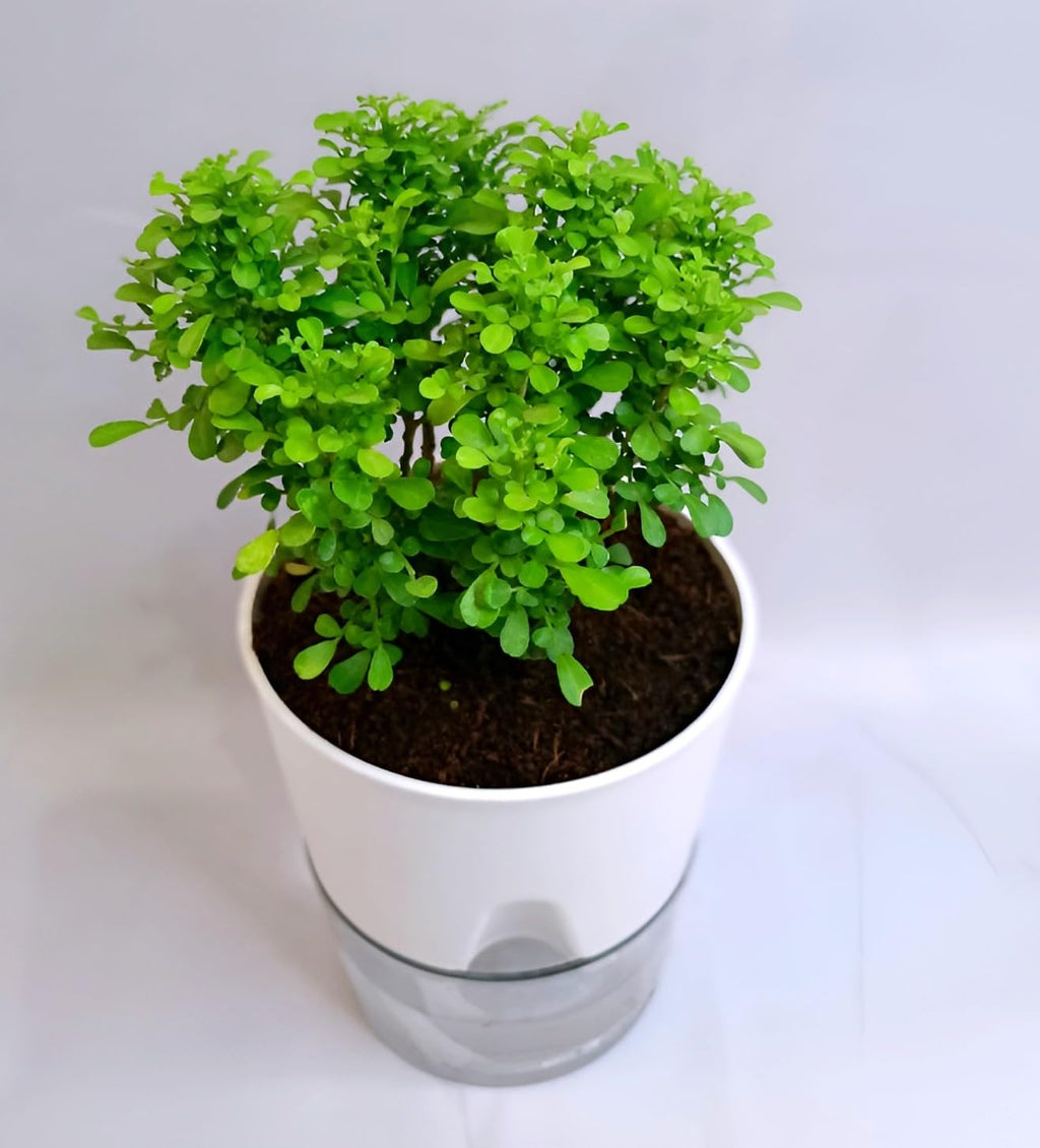 Organic Table Kamini Plant | Table Kamini Plant