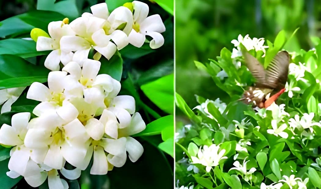 Madhu Kamini Flower | Madhu Kamini Plant