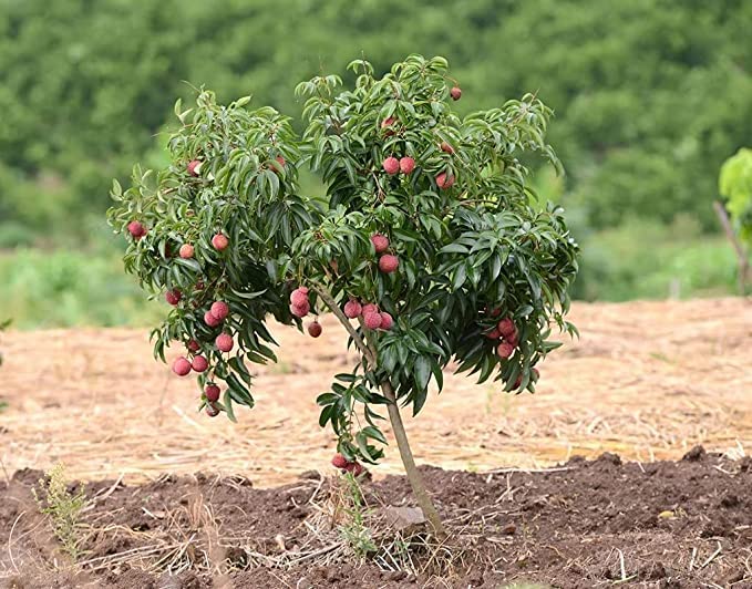Lychee Fruit | Lychee Plant