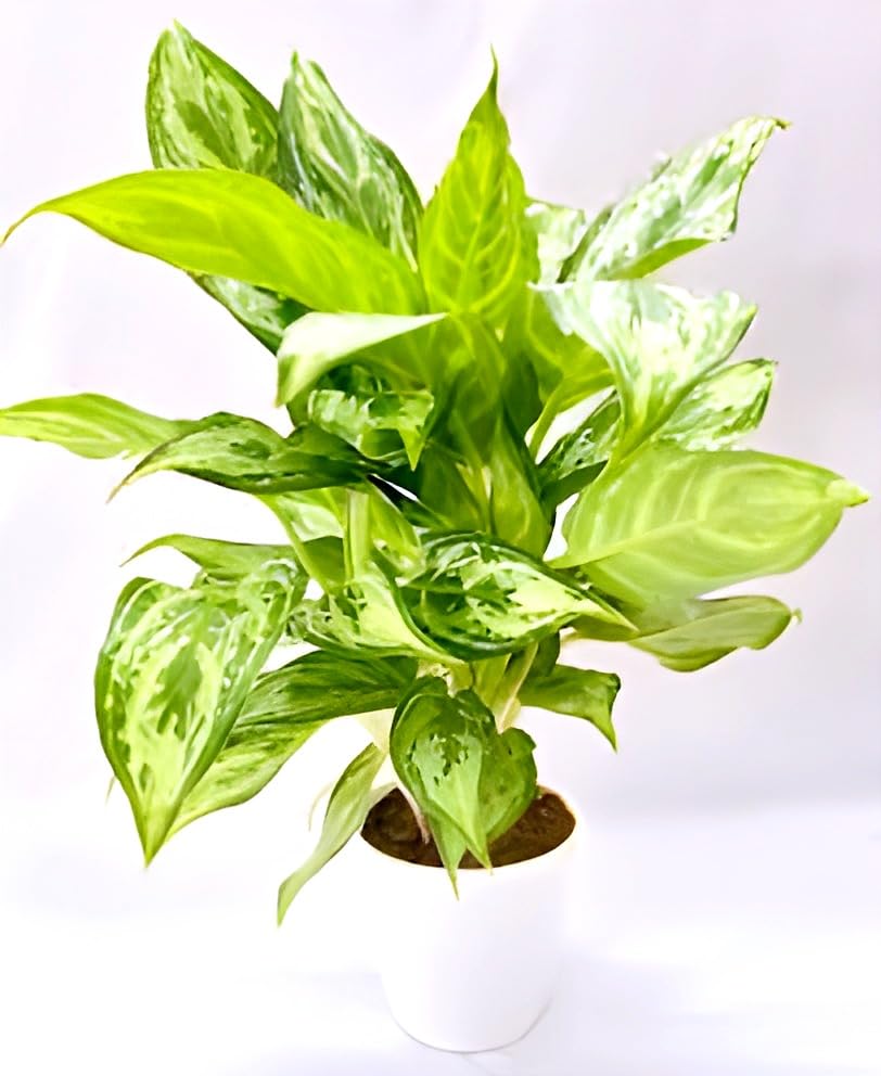 Green Aglaonema | Aglaonema Plant