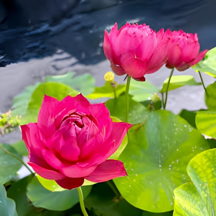 Hybrid Big Lily Red Lotus Plant