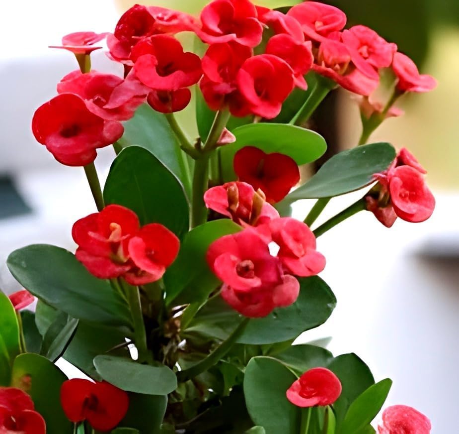 Euphorbia Flower | Euphorbia Plant