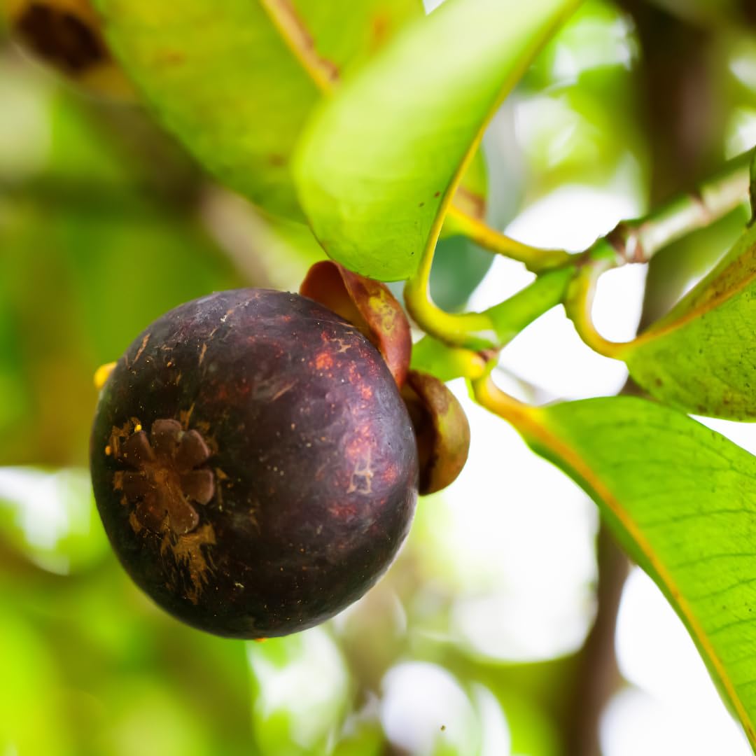 Mangosteen Fruit | Mangosteen Plant