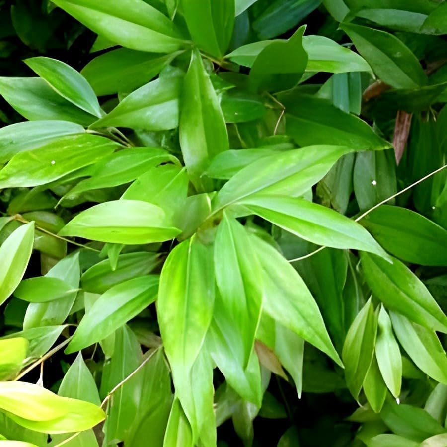 Bay Leaf (Tej Patta) | Bay Leaf Plant