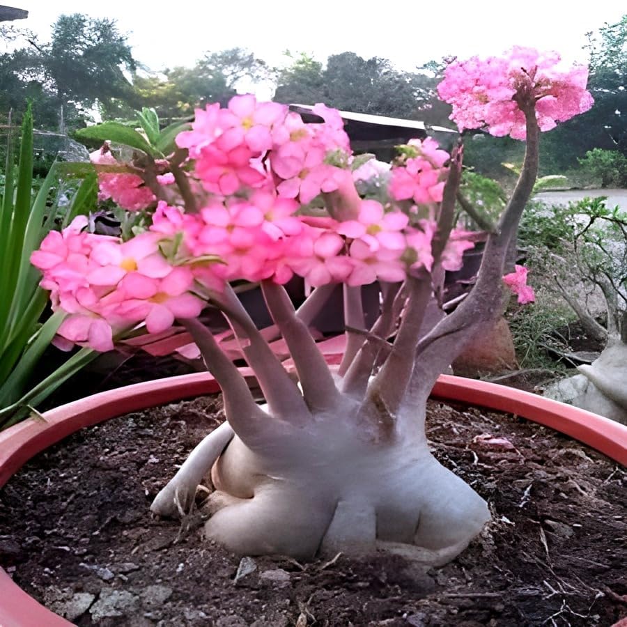 Pink Bonsai Flowers | Adenium Plant
