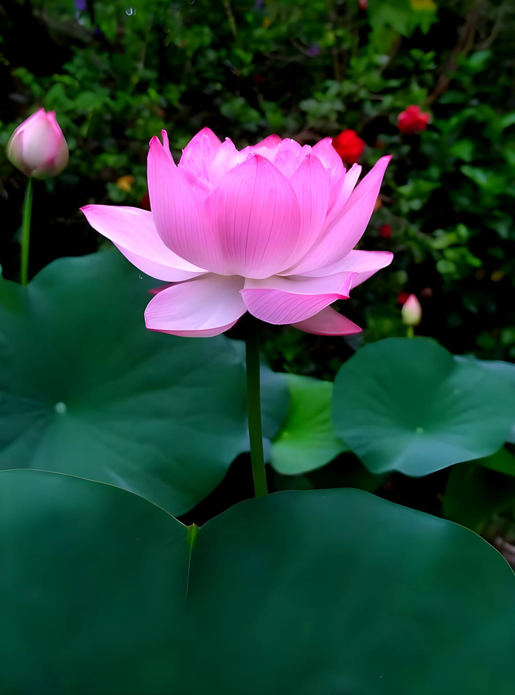 Pink Cloud Water Lily | Water Lily Plant